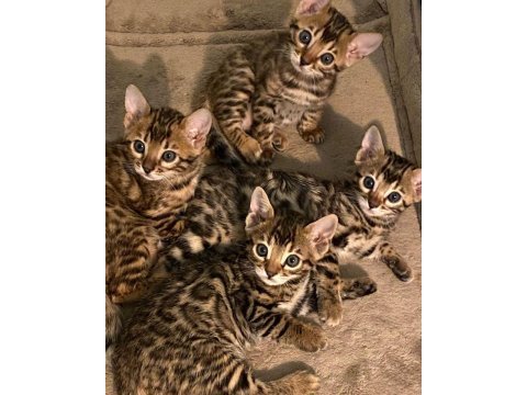Ozyfelınes seçkin bengal yavruları