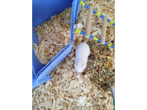 Ev üretimi 1-2 aylık syria hamsterlar