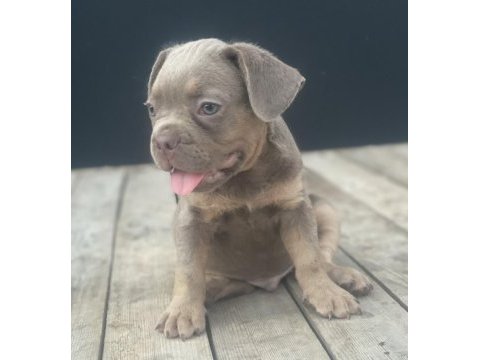 New shade isabella tan maybe fluffy carrier french bulldog