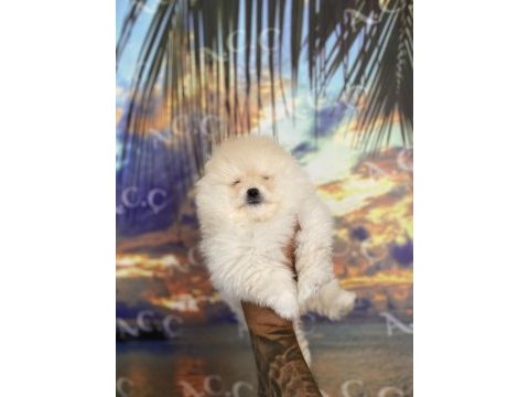 Sağlık ve ırk garantili pomeranian