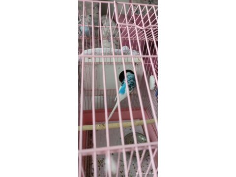 Yavru alınmış çift muhabbet kuşu
