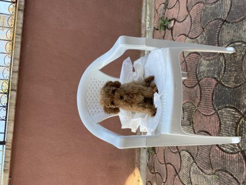 3.5 aylık poodle (yalnızca bursa içi)