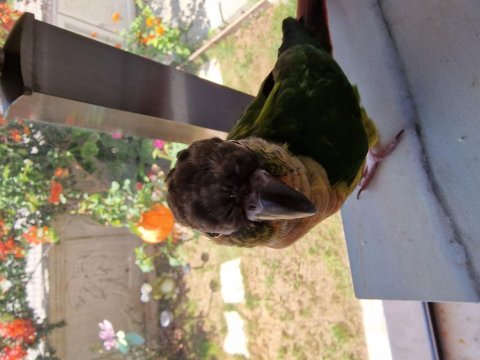 El beslemesi 4 aylık can dostu konur papağanımız