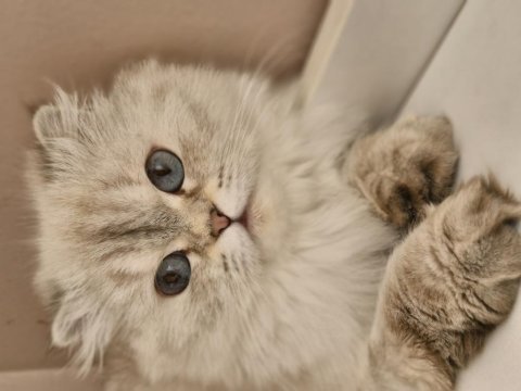 British longhair milka yeni ailelerini arıyor