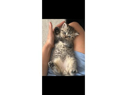 Brıtısh shorthaır sılver tabby