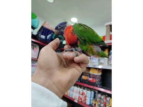 İnanılmaz güzel renklere sahip bebek gökkuşağı lori