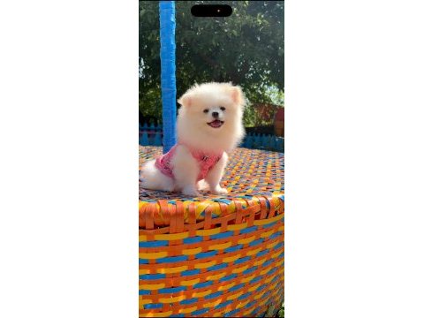 Pomeranian gülen surat
