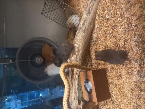 Sibirya hamster
