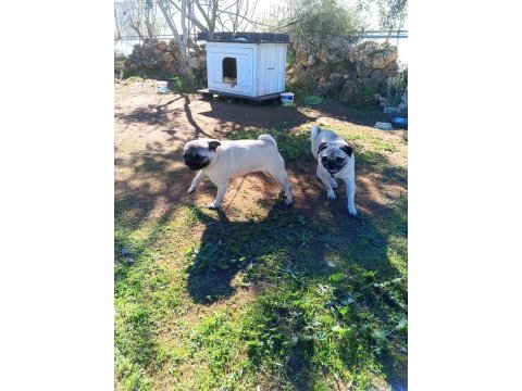 Satılık pug köpeği