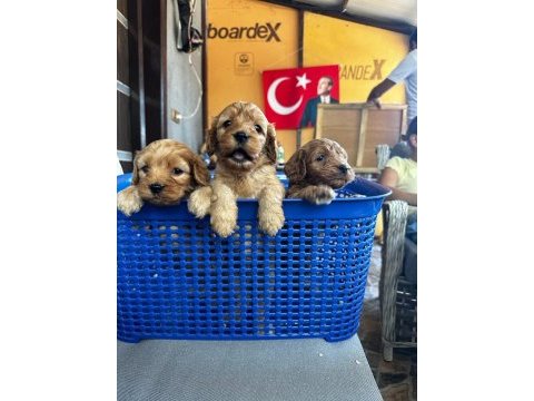 Maltipoo yavruları
