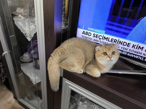 Golden scottish fold erkek yavru