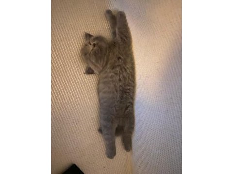 British shorthair 40 günlük yavrular 3 dişi ve 1 erkek
