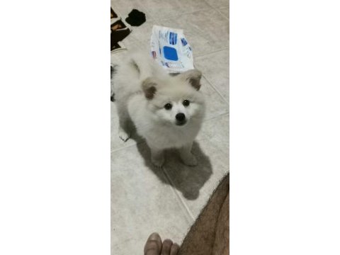 Pomeranian boo 2 aylık