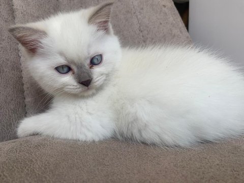 British shorthair 2.5 aylık sahiplendirilecektir