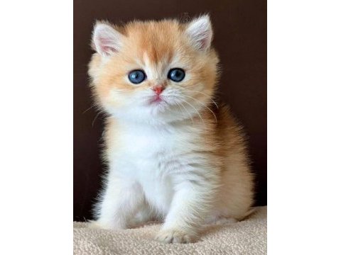 Kusursuz güzelliğiyle golden ny12 british shorthair 