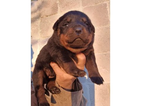 Rottweiler bebekler