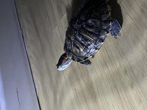 Kırmızı yanaklı su kaplumbağası sahiplendirilecek