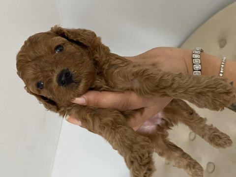 Poddle yavrularıma yuva arıyorum
