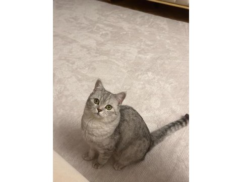 Ücretsiz sahiplendirme kedimiz