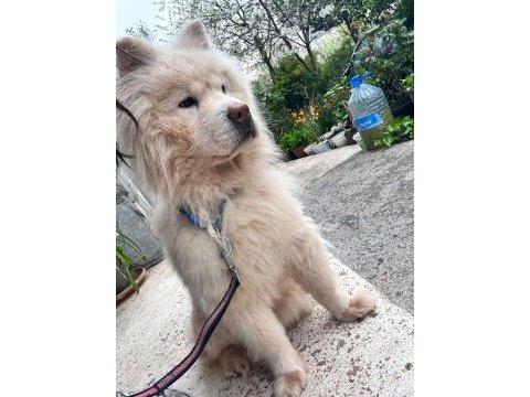 Chow chow terk edilmiş