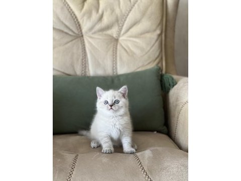 Teslime hazır safkan bebeğim