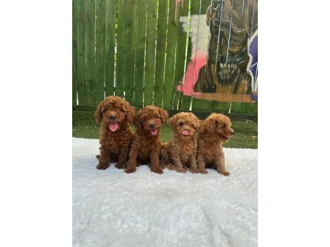 Toy poodle yavrular