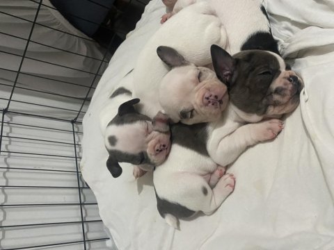 Safkan french bulldog yavruları