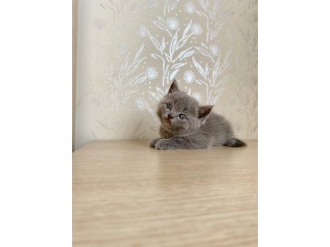 A kalite british shorthair kedirler