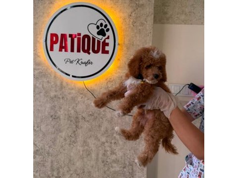 Toy poodle bebeğim