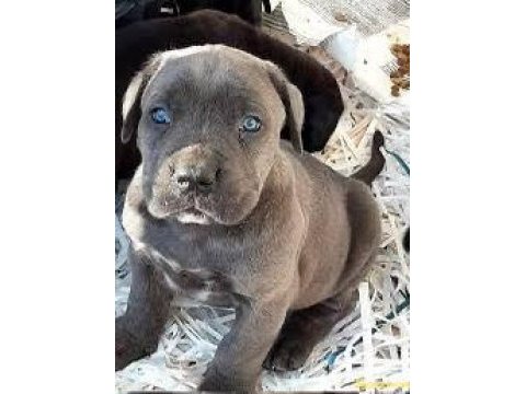 Ruhsatlı köpek çifliğinden cane corso yavrular a scrli