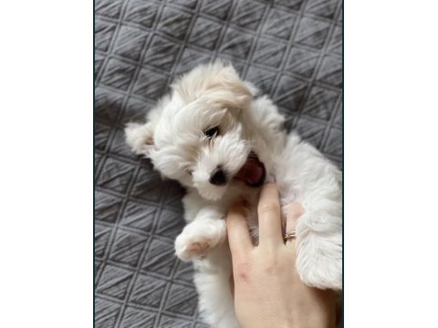 Teacup maltese terrier