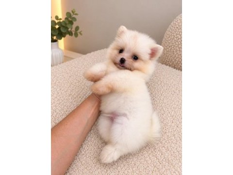Pomeranian teddy face teacup 