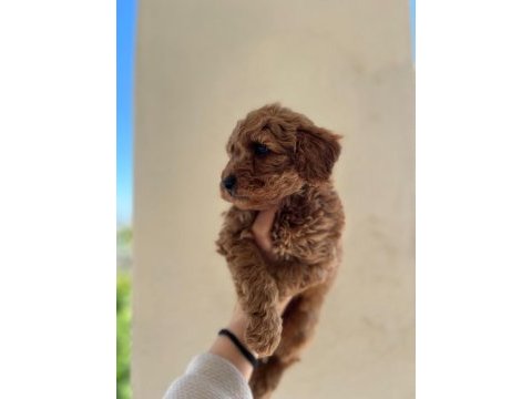 A kalite toy poodle