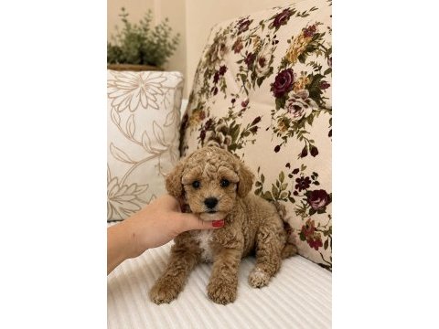 Mini boy maltipoo oğlumuz