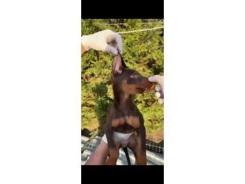 Estetikli şecereli king doberman