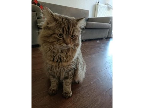 British longhair 1 yaşında