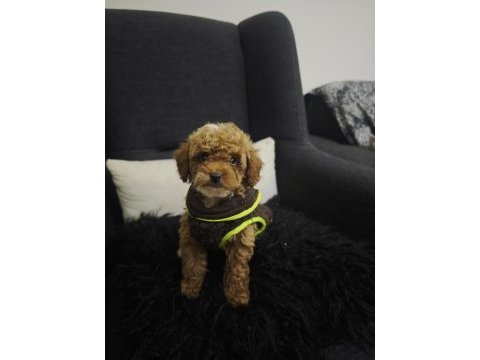 Toy poodle yavrular