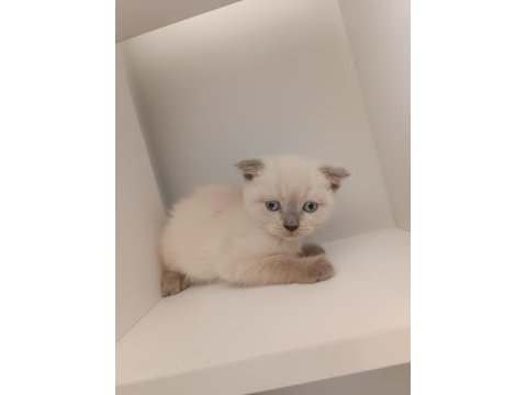 3 dışı 1 erkek blue point british yavrular 2 aylıklar