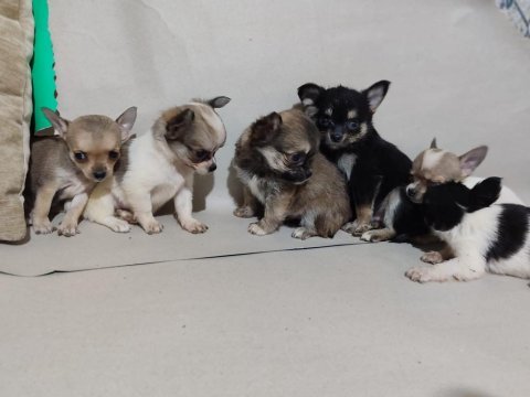 Chihuahua yavrular