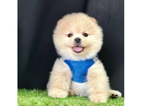 Sevimli pomeranian boo yavrularımız