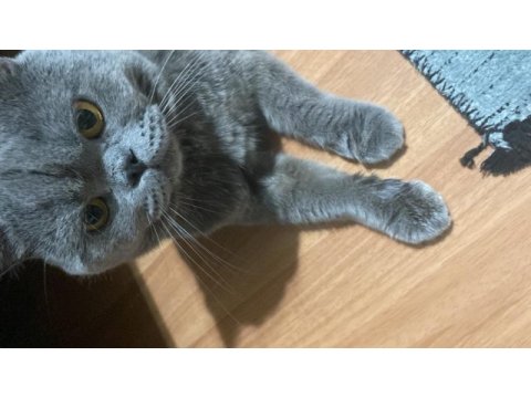 British shorthair kedisi