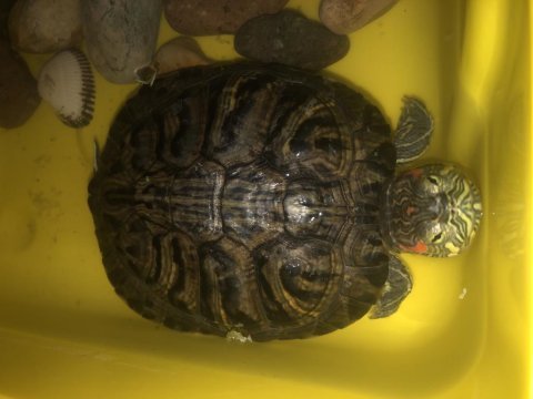 Kırmızı yanaklı su kaplumbağası