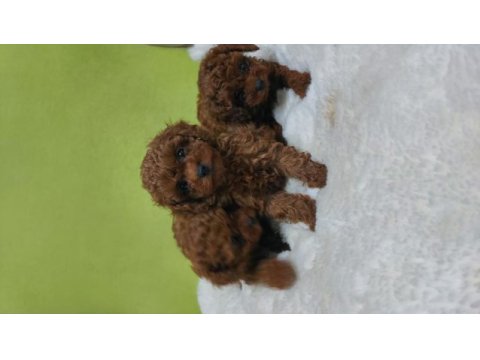 Kore bebekler 2 erkek bir dişi poodle