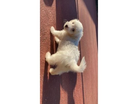 Yavru malta terrier