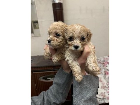 Maltipoo dişi yavrumuz 7 ocak doğumlu 500 gr