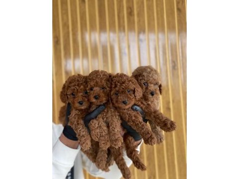 Referans yavru poodle