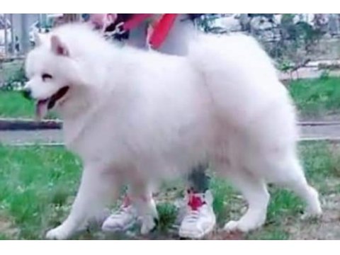 Üretim için safkan samoyed acil sahiplendirme