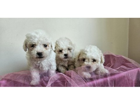 Maltipoo bebişler