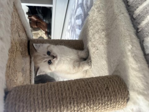 British shorthair kedilerim