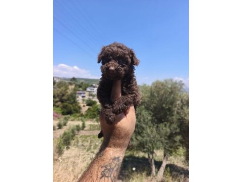 Çikolata poodle yavrularımız